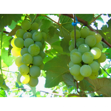 Frutas Conservas de uva en jarabe ligero / pesado (China)